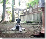 動きません